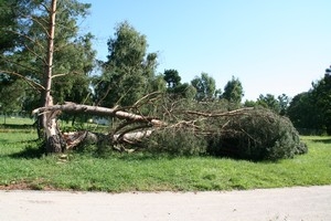 Zámocký park po smršti  [Šípová]